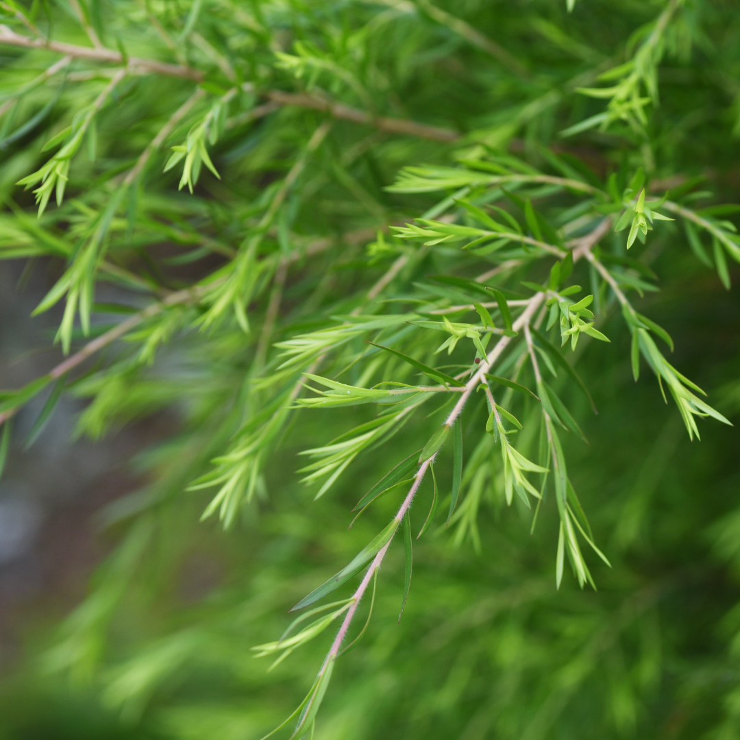 Organický tea-tree